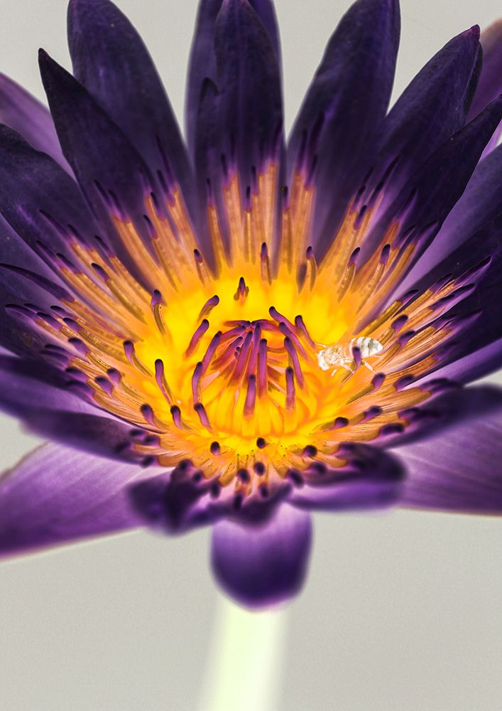 Water Lilly art print by Shot by Clint for $57.95 CAD