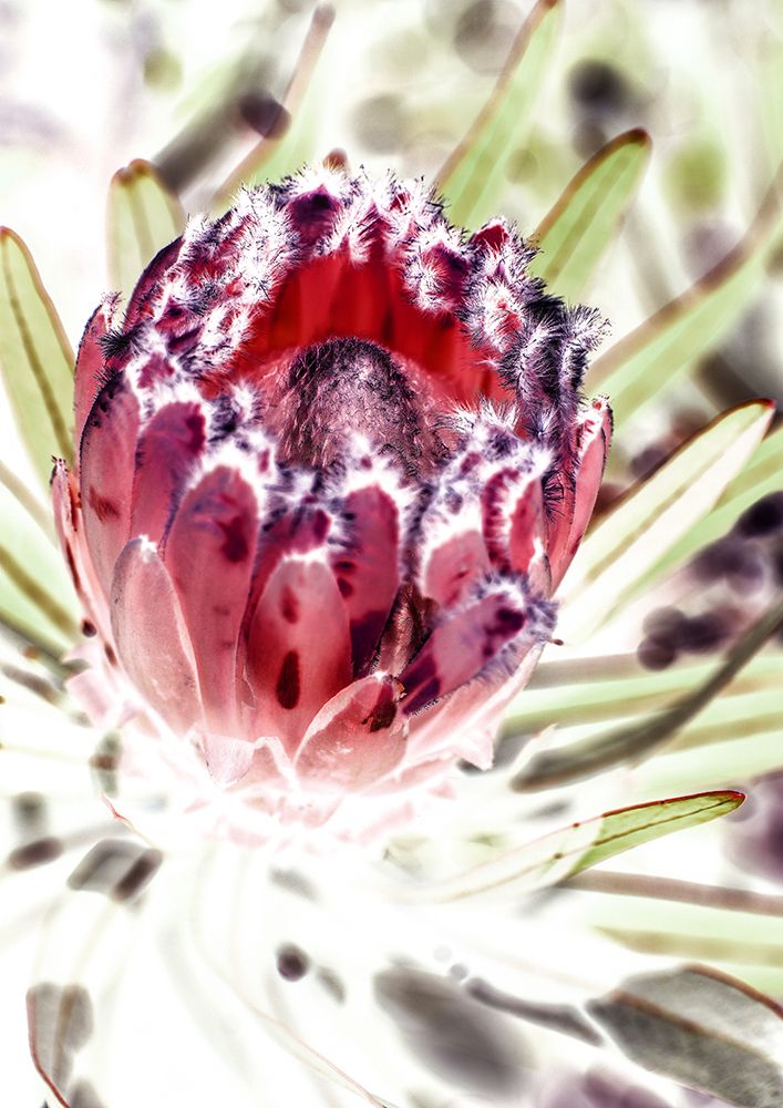 Wild Protea art print by Shot by Clint for $57.95 CAD