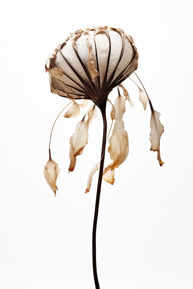 Dry Sea Shell Flower art print by Treechild for $57.95 CAD