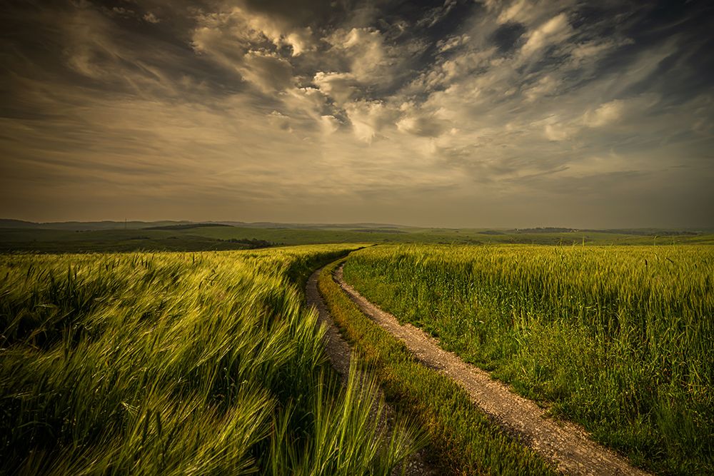 The green fields art print by Isam Telhami for $57.95 CAD