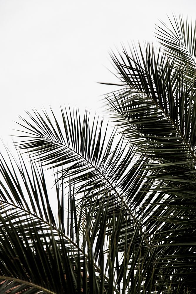 Palm Leaves 3 art print by Mareike Bohmer for $57.95 CAD