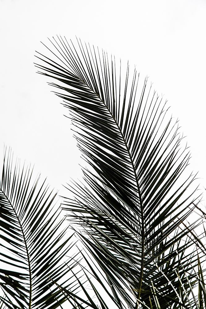 Palm Leaves 1 art print by Mareike Bohmer for $57.95 CAD