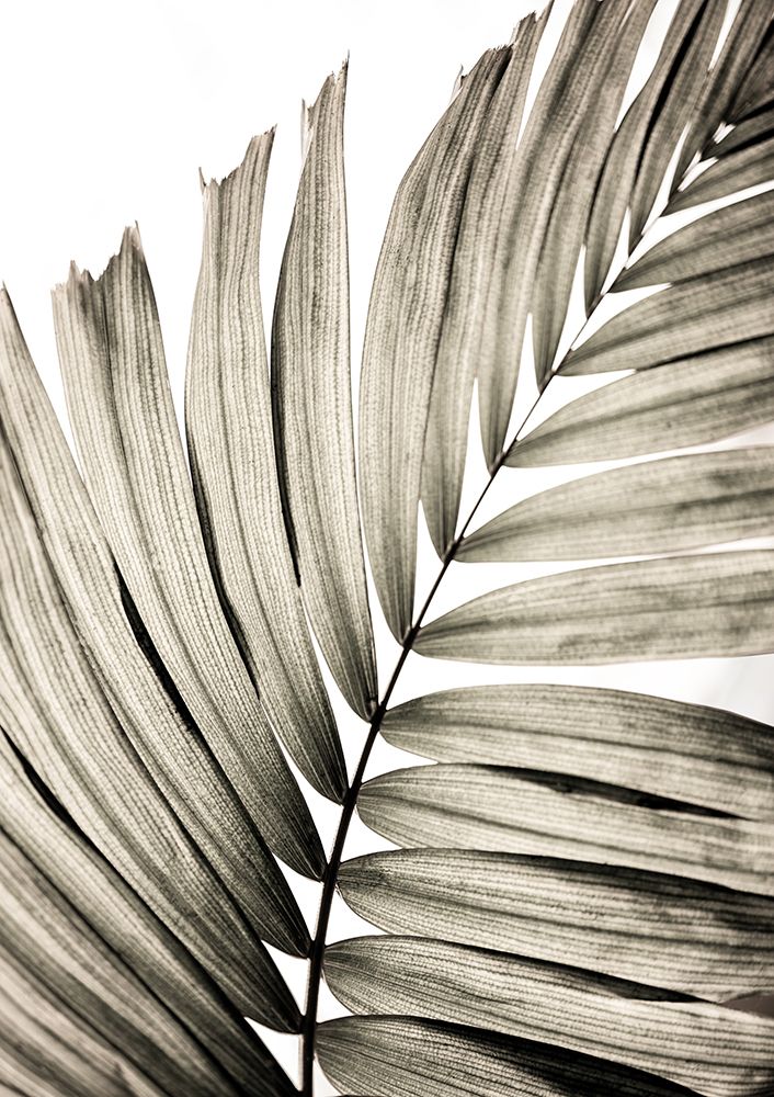 Palm Leaves 22 art print by Mareike Bohmer for $57.95 CAD