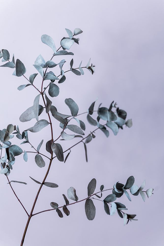 Eucalyptus 13 art print by Mareike Bohmer for $57.95 CAD