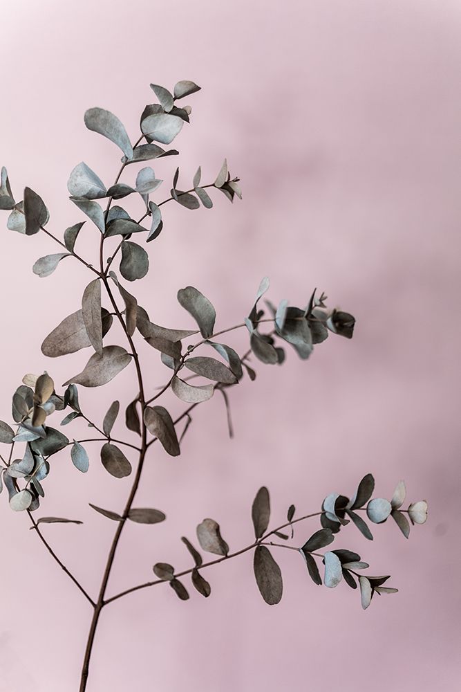 Eucalyptus 12 art print by Mareike Bohmer for $57.95 CAD