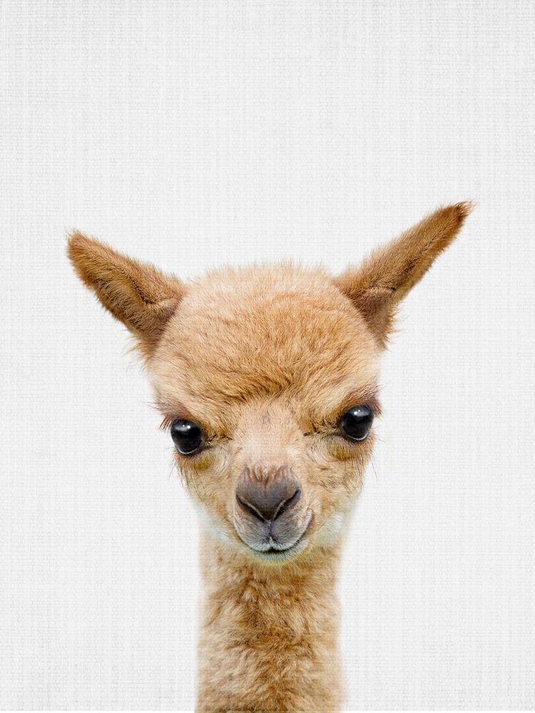 Peekaboo Baby Llama art print by Lola Peacock for $57.95 CAD