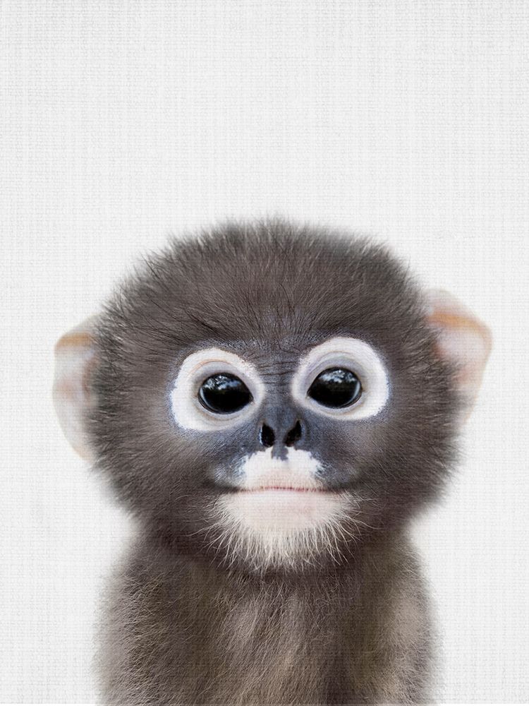 Peekaboo Baby Monkey art print by Lola Peacock for $57.95 CAD