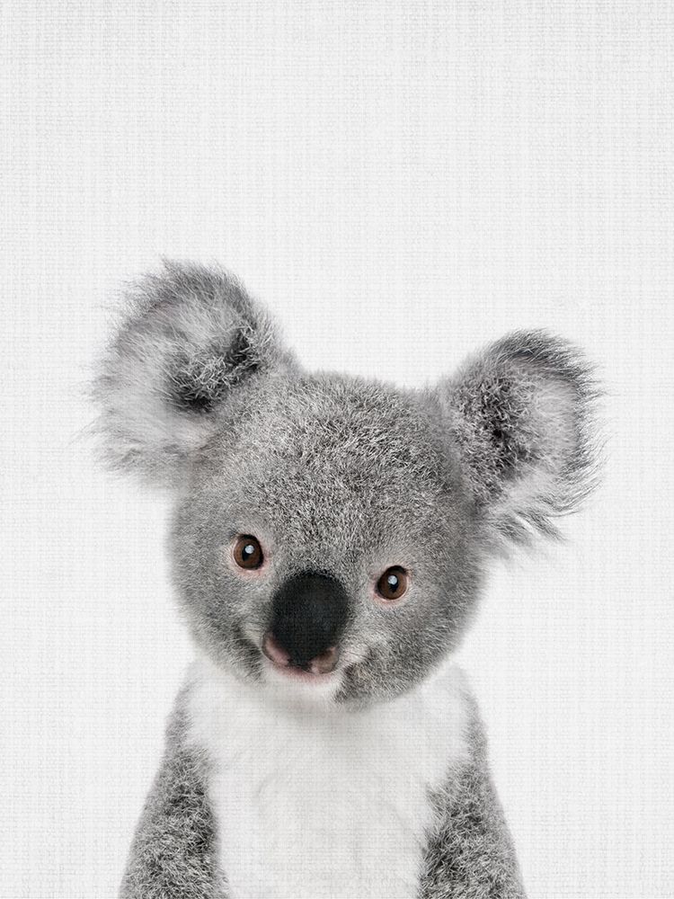 Peekaboo Baby Koala art print by Lola Peacock for $57.95 CAD