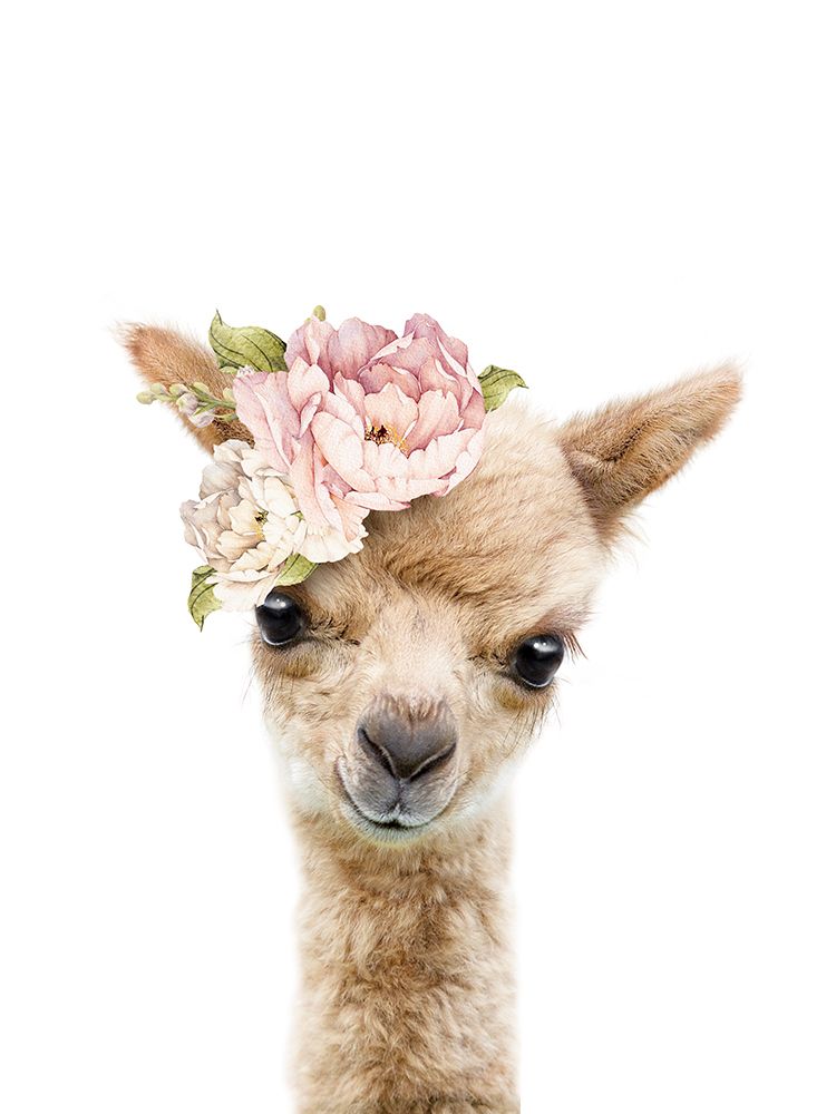 Floral Baby Llama art print by Lola Peacock for $57.95 CAD