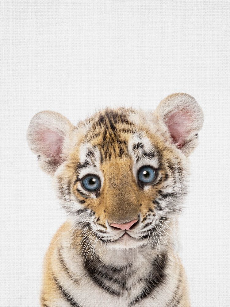 Peekaboo Baby Tiger art print by Lola Peacock for $57.95 CAD