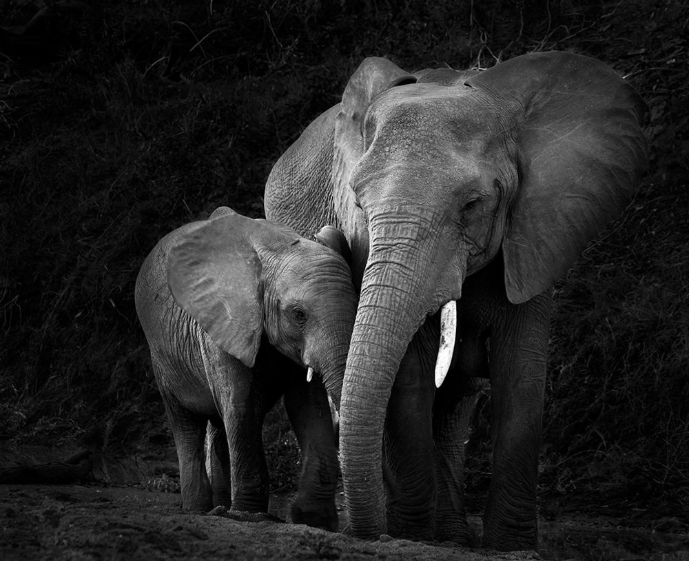 Mother Elephant with Calf art print by Claudi Lourens for $57.95 CAD