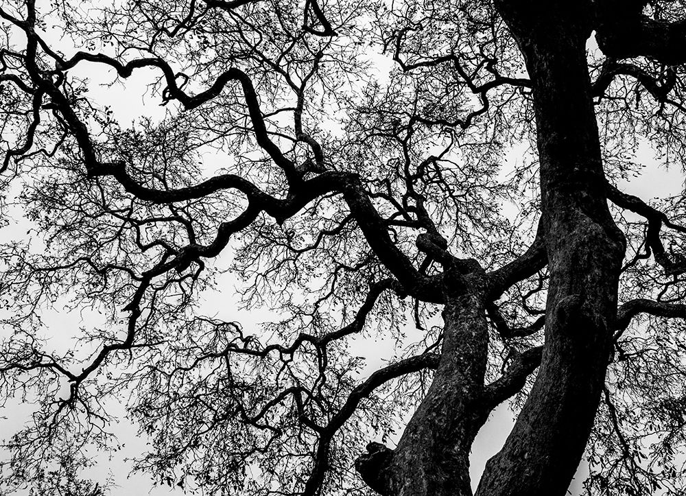 Abstract Tree Branches art print by Claudi Lourens for $57.95 CAD