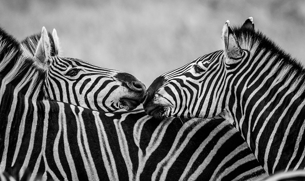 Black and White Zebras art print by Claudi Lourens for $57.95 CAD