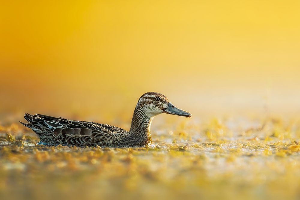 Garganey art print by Sina Pezeshki for $57.95 CAD