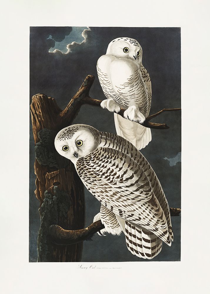 Snowy Owl From Birds of America (1827) art print by Pictufy for $57.95 CAD