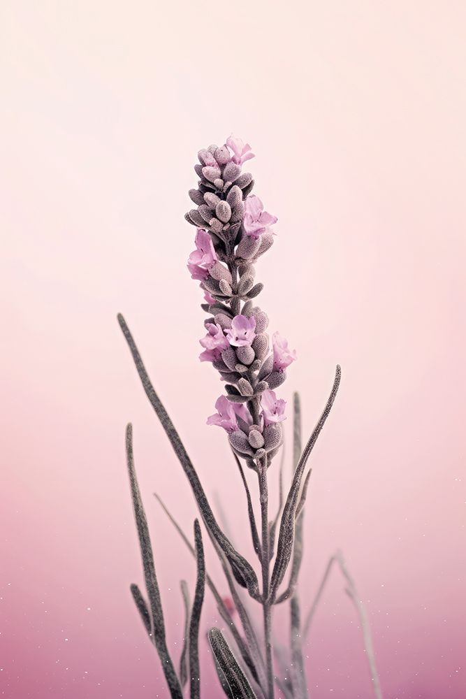 Pastel Lavender art print by Treechild for $57.95 CAD