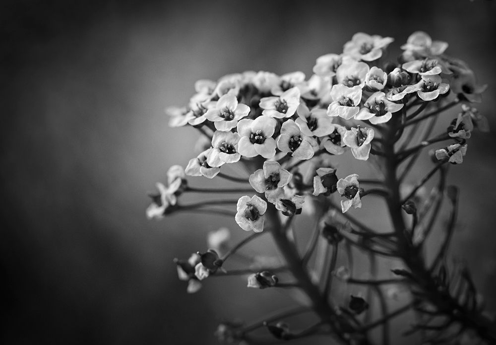 Alyssum Flowers art print by Claudi Lourens for $57.95 CAD