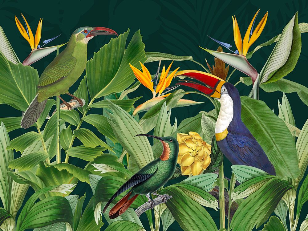Rainforest Birds art print by Andrea Haase for $57.95 CAD