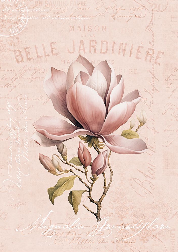 Magnolia Blush No1 art print by Andrea Haase for $57.95 CAD