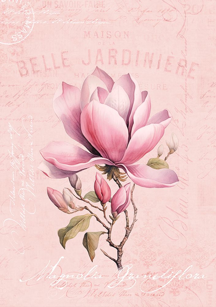 Magnolia Pink No2 art print by Andrea Haase for $57.95 CAD