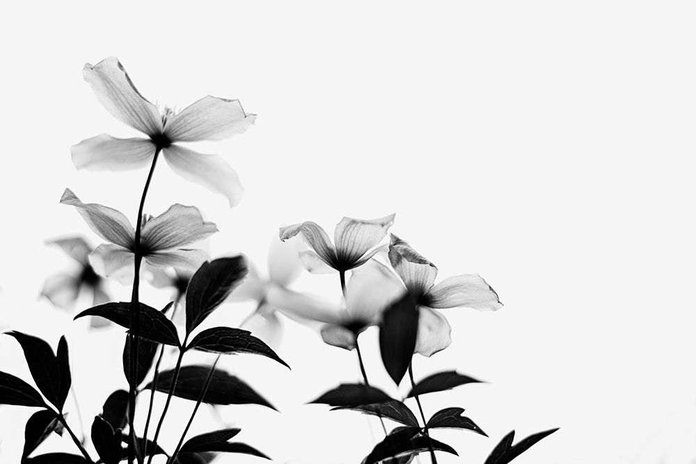 Clematis Blooms - High Key in Black and White art print by Dahlia Ambrose for $57.95 CAD
