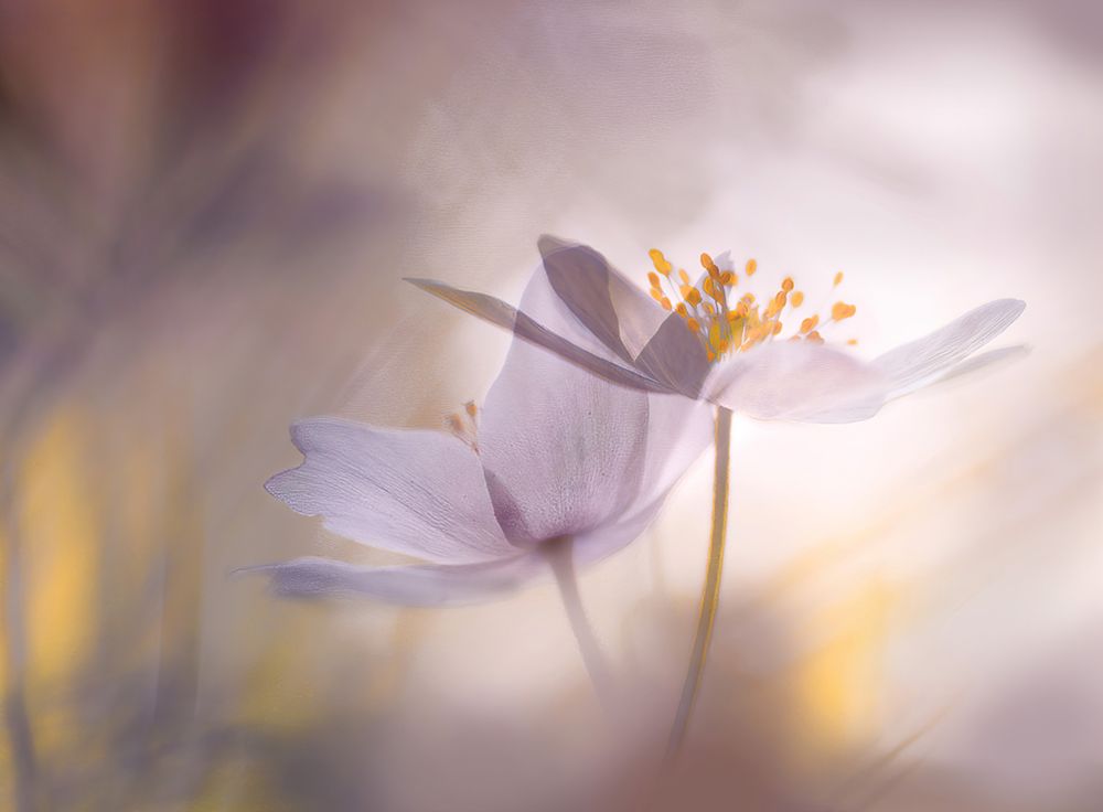 Violet tones. art print by Ylva Sjogren for $57.95 CAD