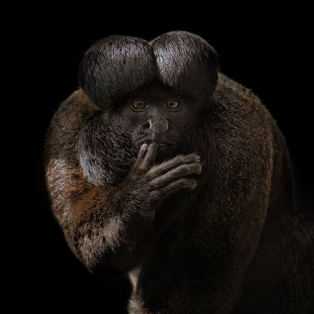 Red-backed Bearded Saki Portrait - Chiropotes chiropotes art print by Mathilde Guillemot for $57.95 CAD