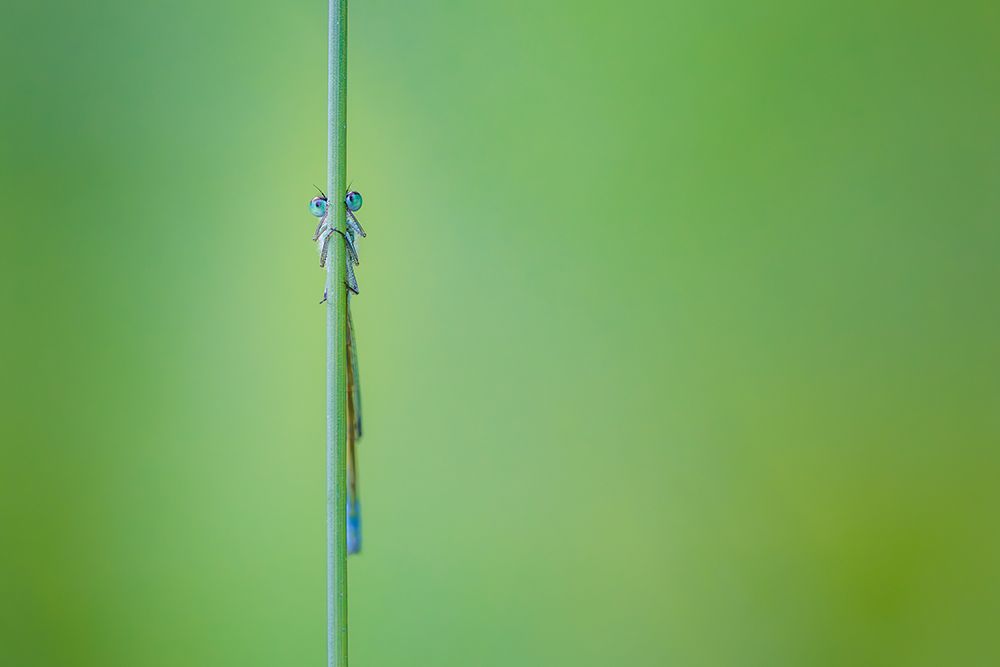 Look Into My Eyes. Damselfly art print by Zaheer Khan for $57.95 CAD