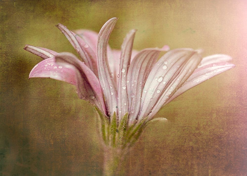 Pretty In Pink art print by Susan Moss for $57.95 CAD