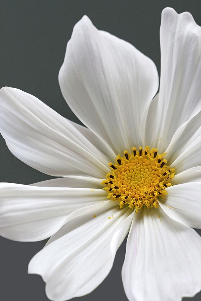 Cosmos Flower Closeup art print by Alyson Fennell for $57.95 CAD