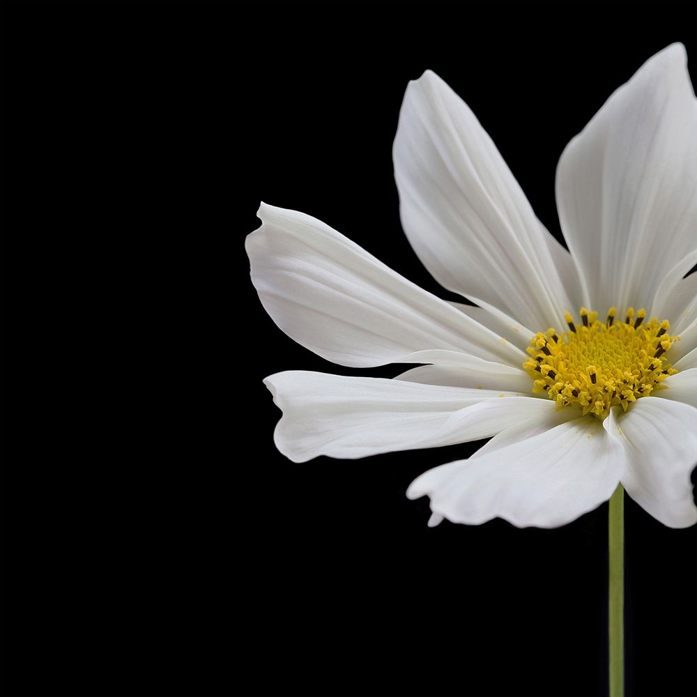 White Cosmos Flower Square art print by Alyson Fennell for $57.95 CAD