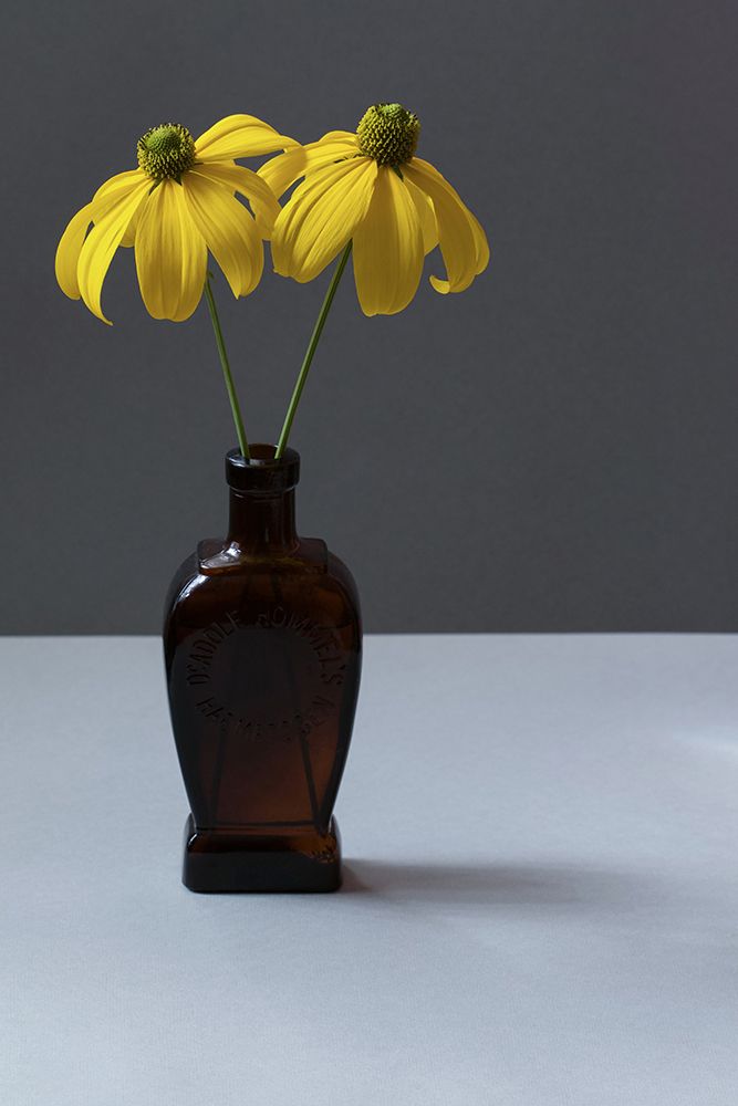 Yellow Rudbeckia Still Life art print by Alyson Fennell for $57.95 CAD