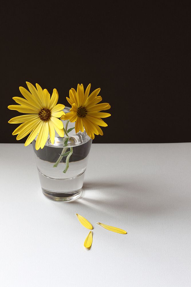 Yellow Daisy Still Life art print by Alyson Fennell for $57.95 CAD