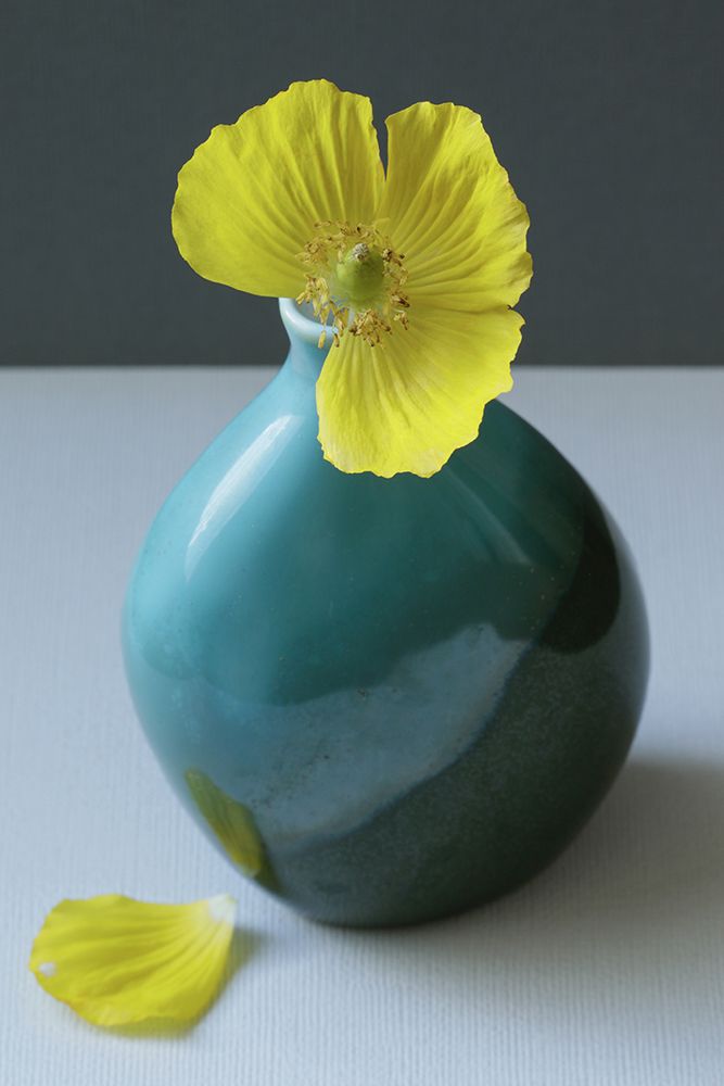 Yellow Welsh Poppy Still Life Closeup art print by Alyson Fennell for $57.95 CAD