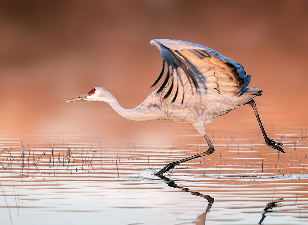 Running In The Morning Mist art print by James Lu for $57.95 CAD