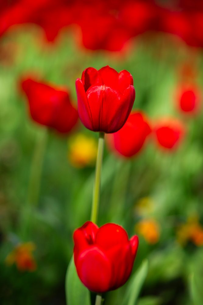 Red Tulips art print by Engin Akyurt for $57.95 CAD