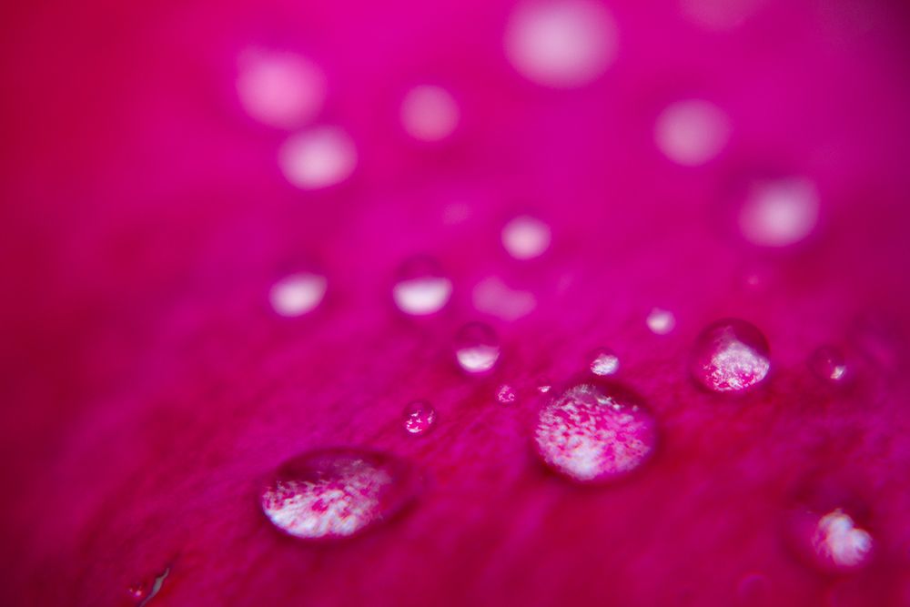 Rose Petals After The Rain art print by Engin Akyurt for $57.95 CAD