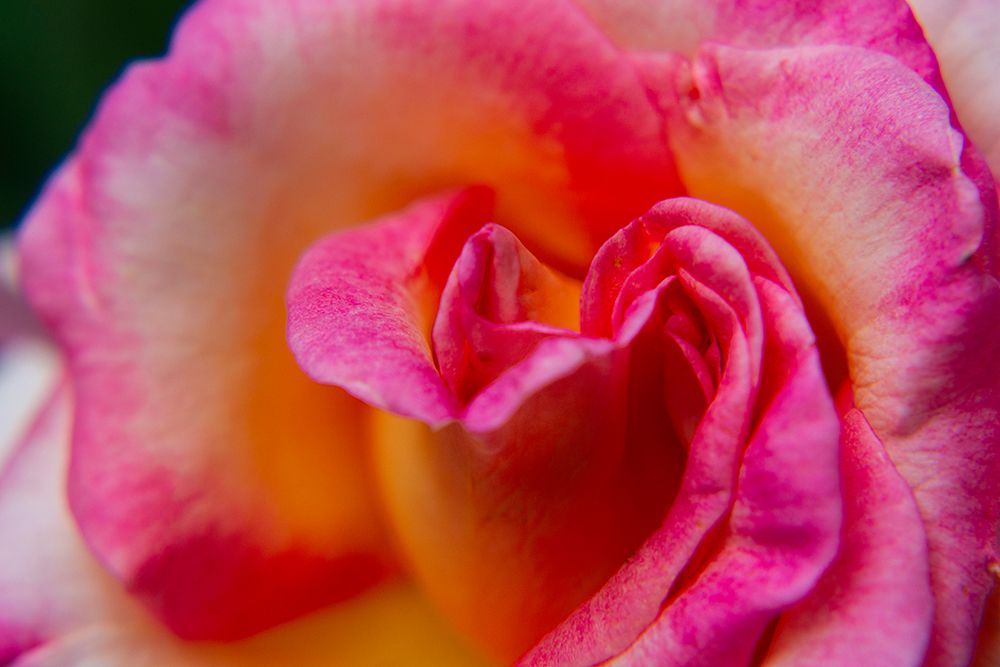 Rose Close Up art print by Engin Akyurt for $57.95 CAD
