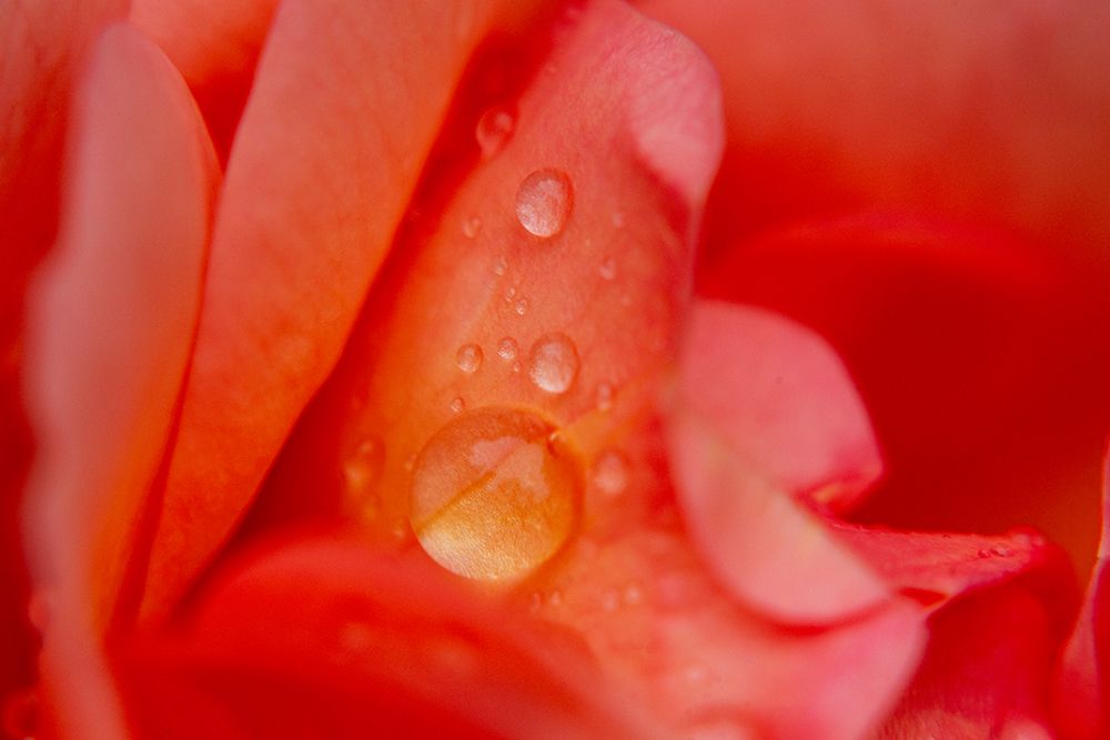 Rose Petal And Water Drops art print by Engin Akyurt for $57.95 CAD