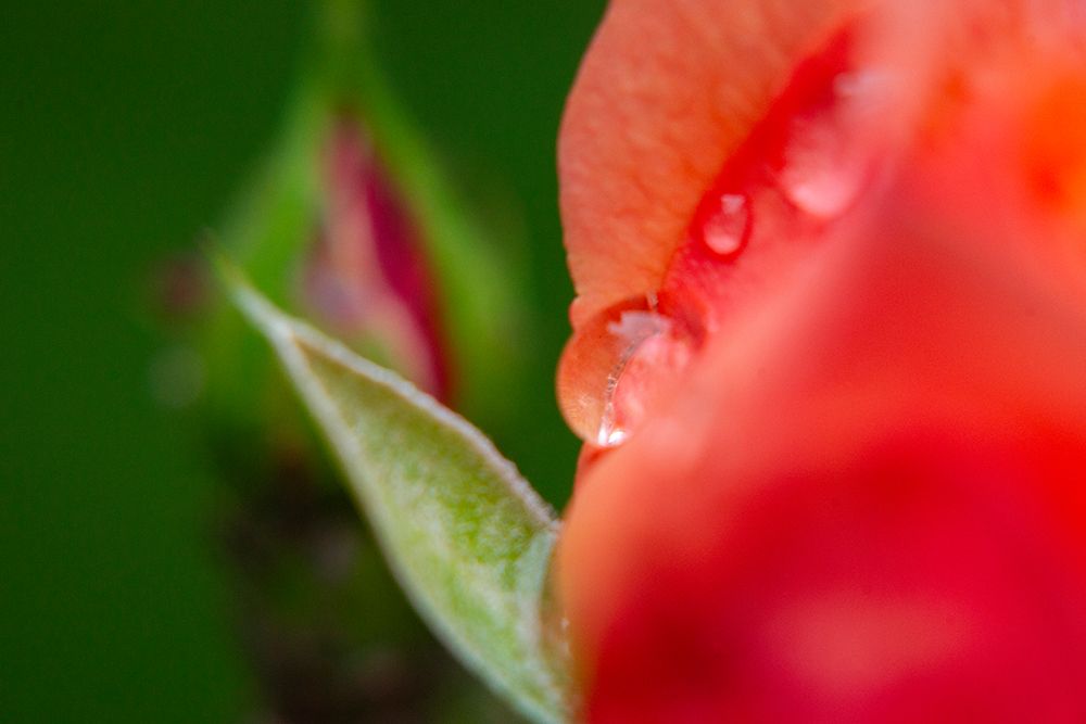 Water Drop And Rose Petal art print by Engin Akyurt for $57.95 CAD