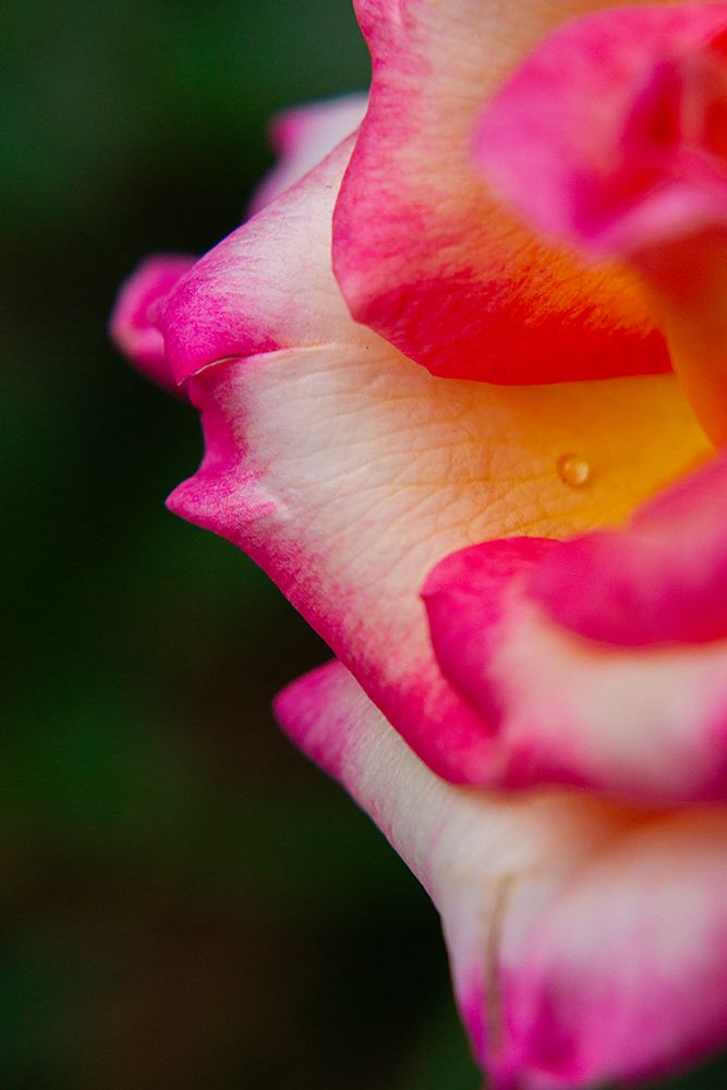 Close-Up Of A Rose art print by Engin Akyurt for $57.95 CAD