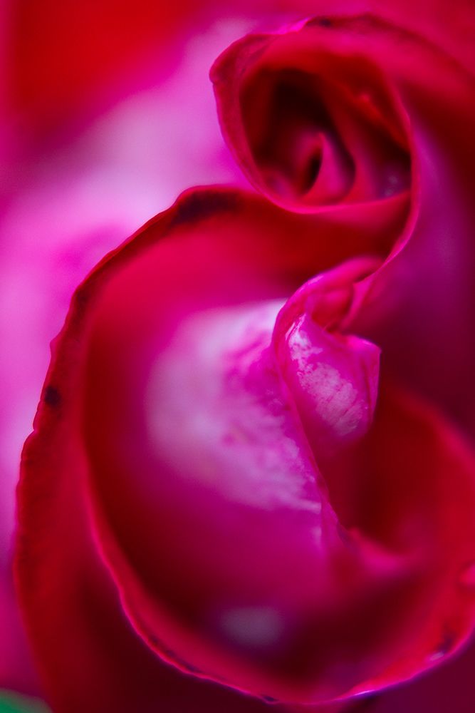 Close-Up Of A Rose art print by Engin Akyurt for $57.95 CAD
