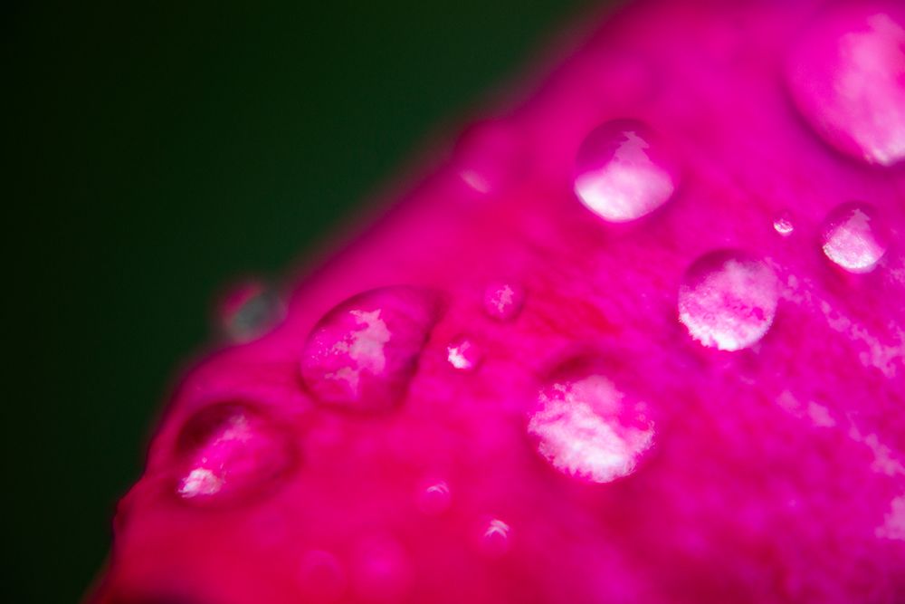 Rose Petal And Water Drops art print by Engin Akyurt for $57.95 CAD