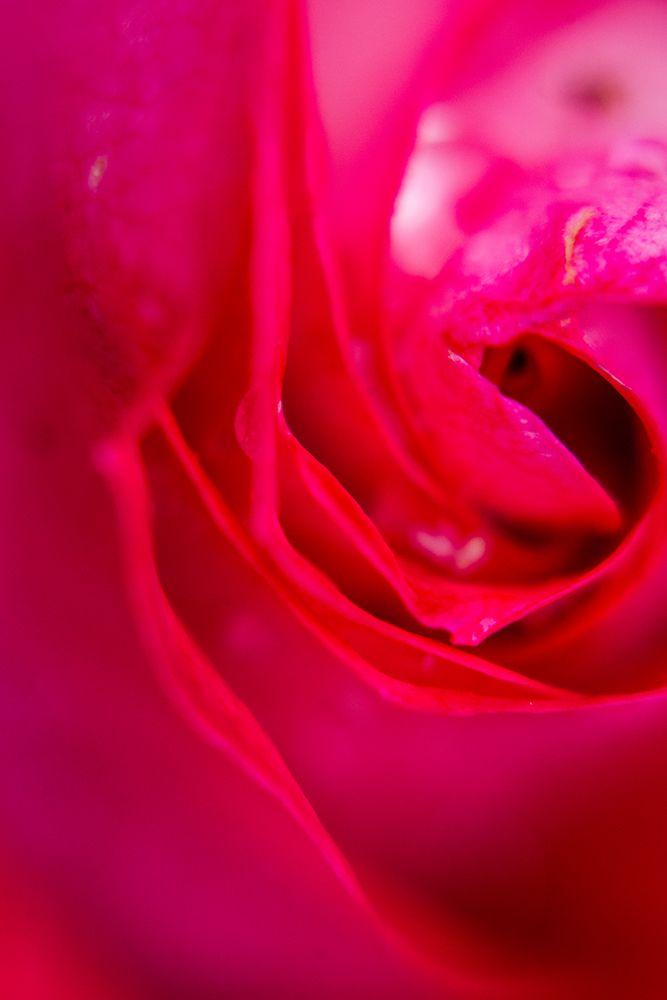 Pink Rose art print by Engin Akyurt for $57.95 CAD