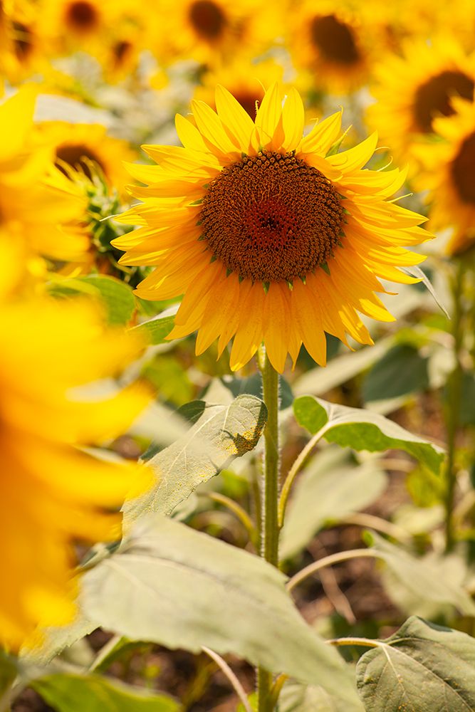 Sunflowers On A Sunny Day art print by Engin Akyurt for $57.95 CAD