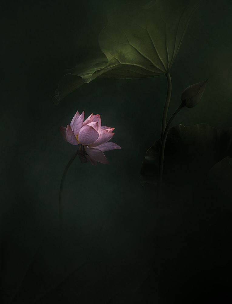 Lotus art print by NingYun Ye for $57.95 CAD