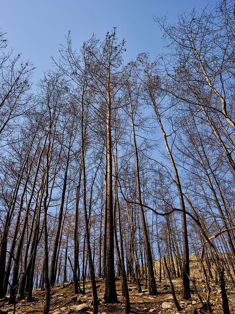 Burnt Trees In The Forest art print by Engin Akyurt for $57.95 CAD