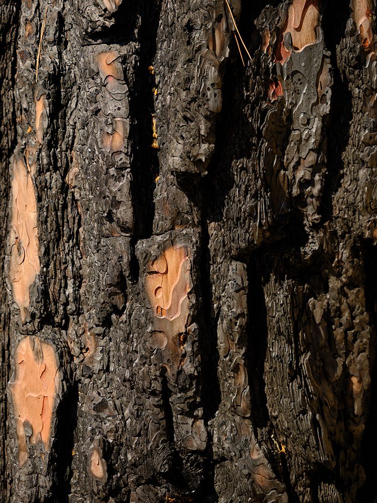 Close Up Texture Of A Burnt Tree art print by Engin Akyurt for $57.95 CAD