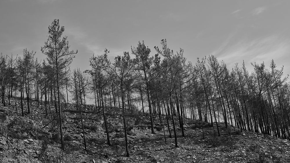 Burnt Trees In The Forest art print by Engin Akyurt for $57.95 CAD