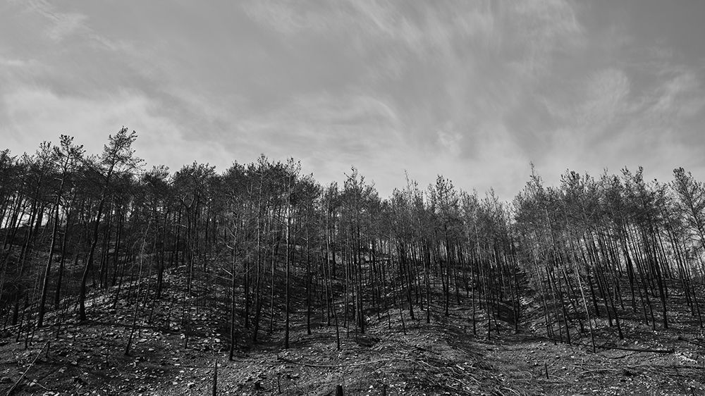 Image Of A Forest After A Fire art print by Engin Akyurt for $57.95 CAD